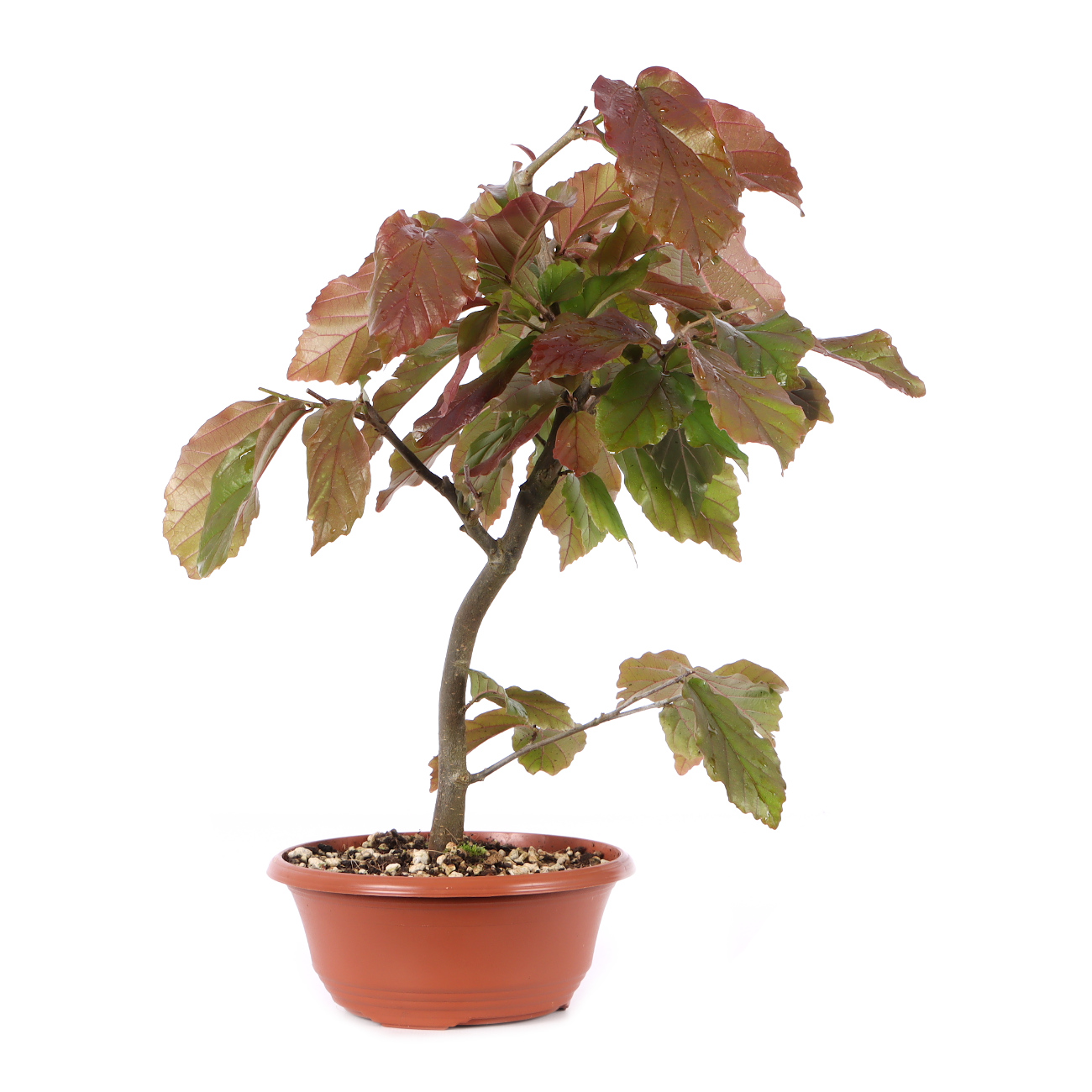 Parrotia persica 'Bella'