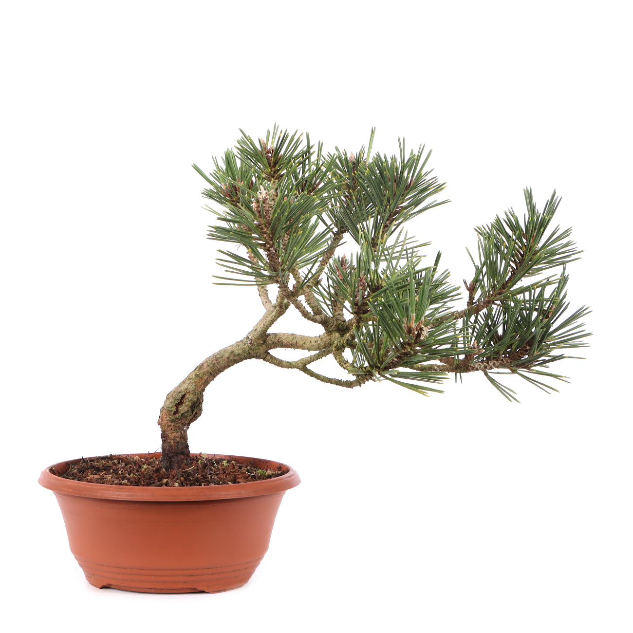 Pinus thunbergii 'Kotobuki'