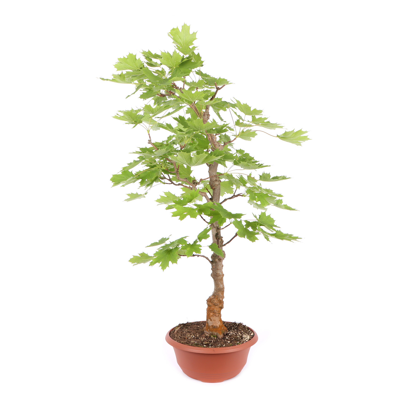 Seitenansicht rechts