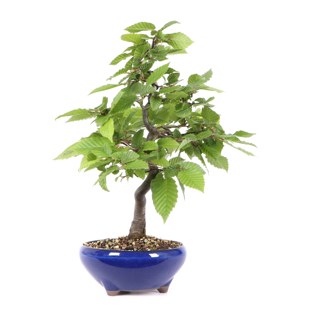 Seitenansicht rechts