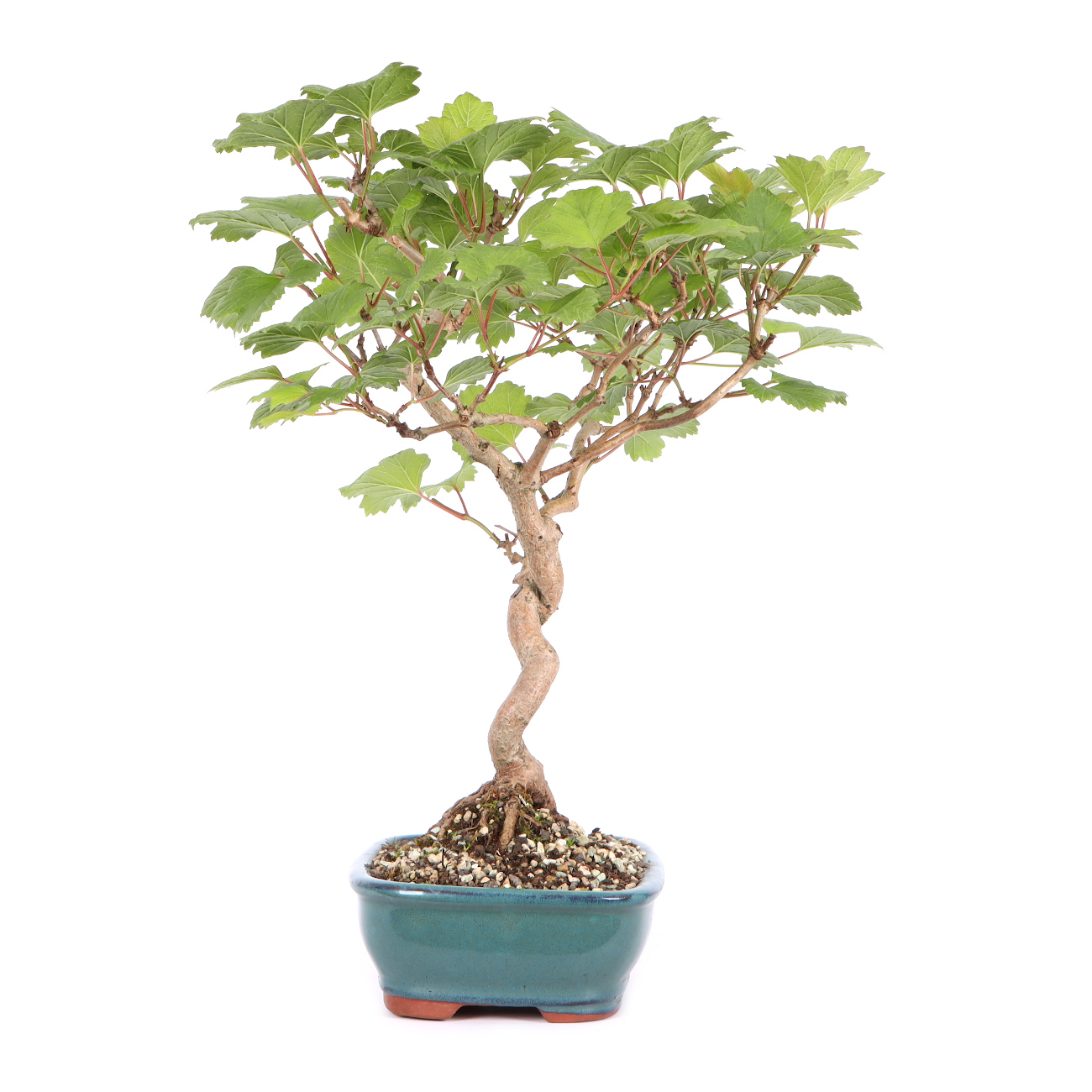 Seitenansicht rechts