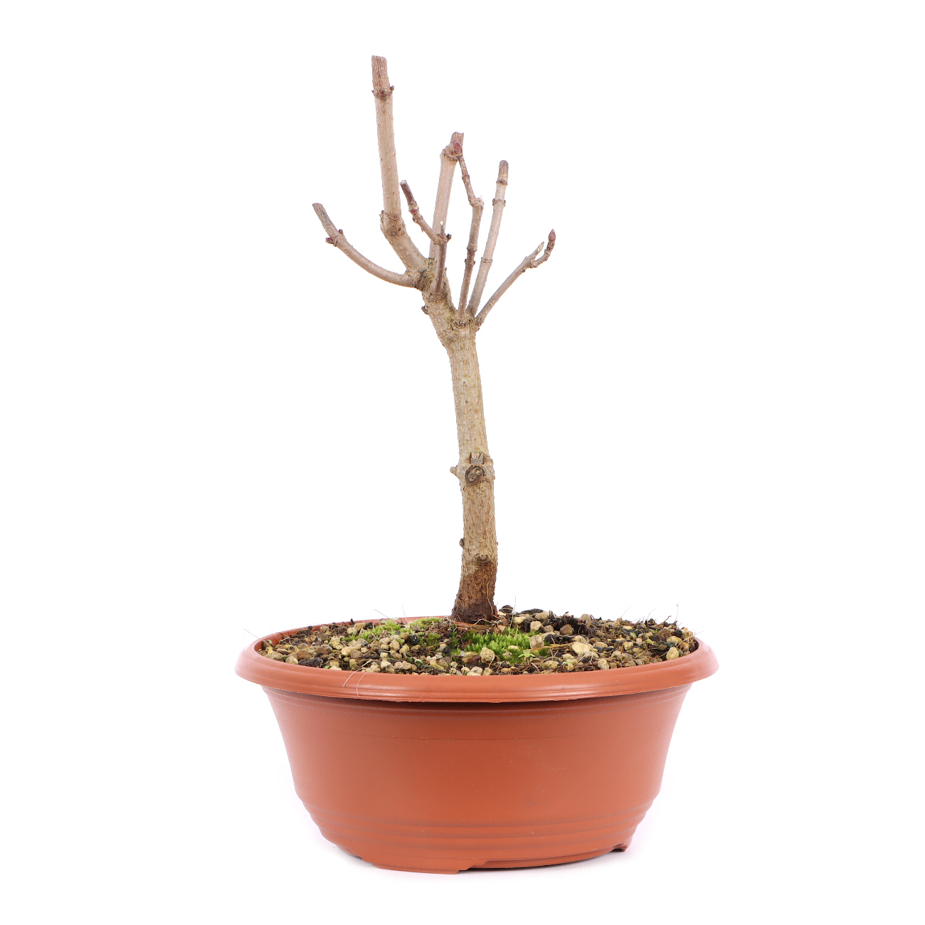 Seitenansicht rechts