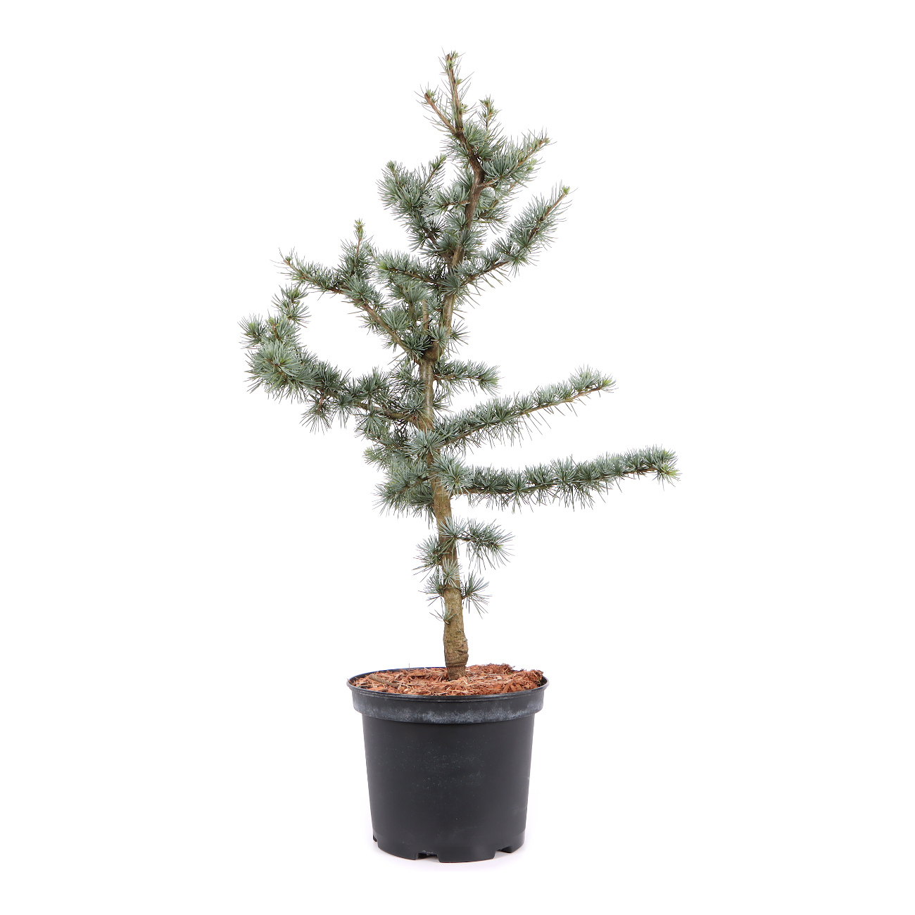 Cedrus atlantica 'Glauca'