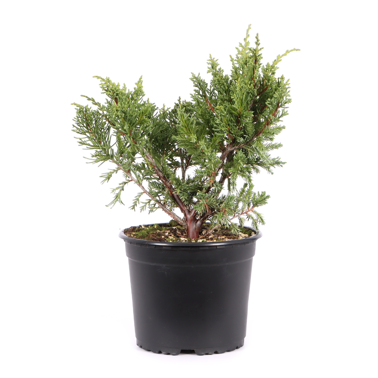 Juniperus chinensis