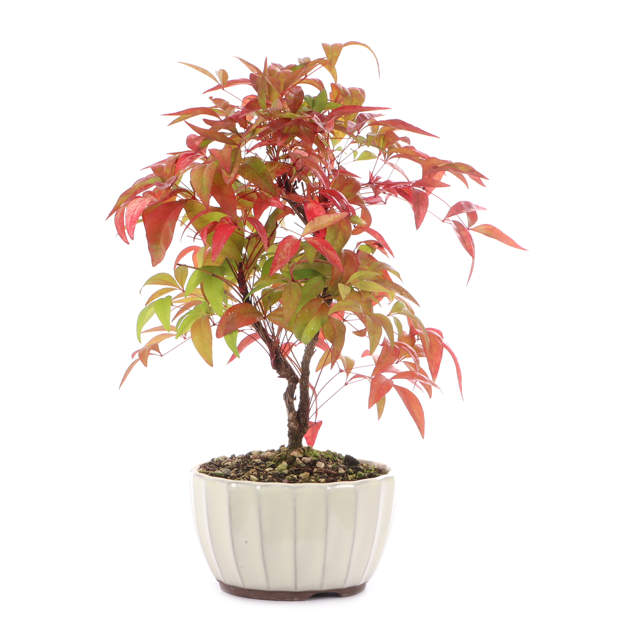 Nandina domestica 'Fire Power'
