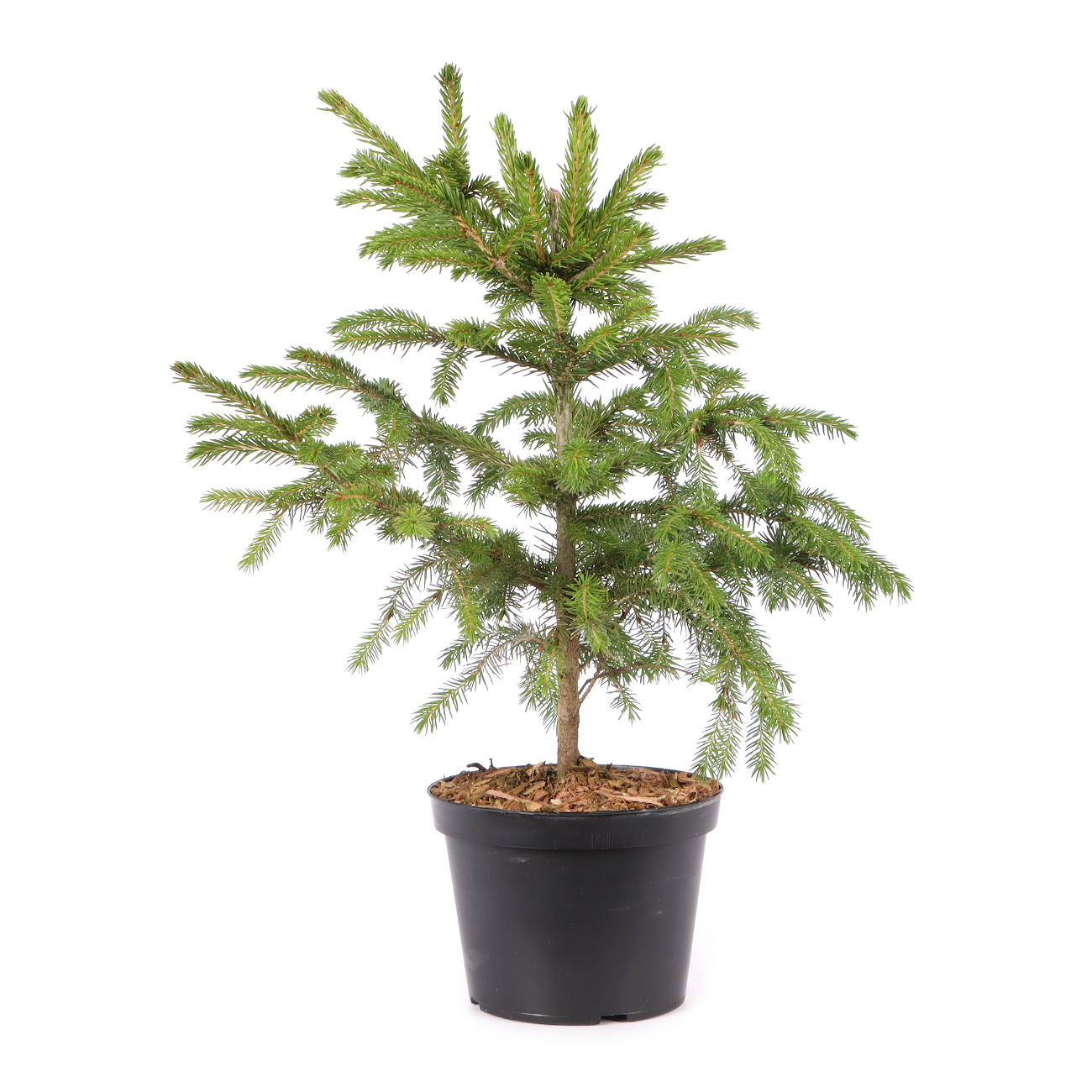 Picea orientalis