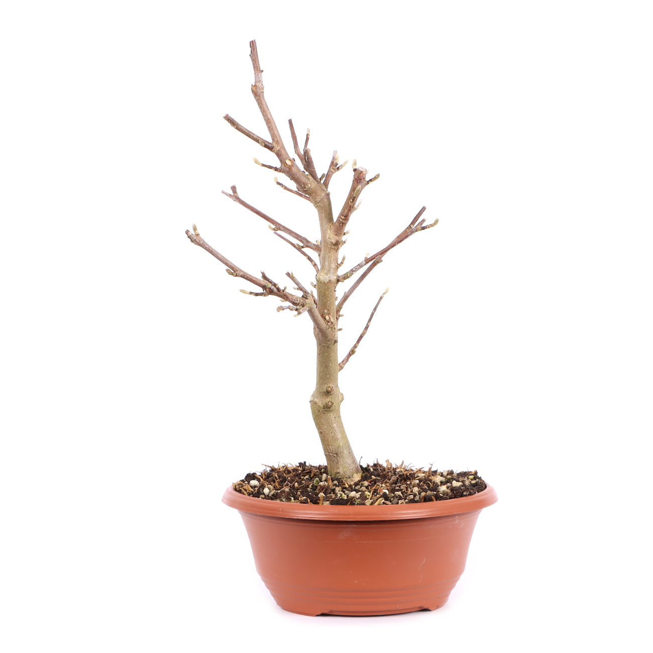 Seitenansicht rechts