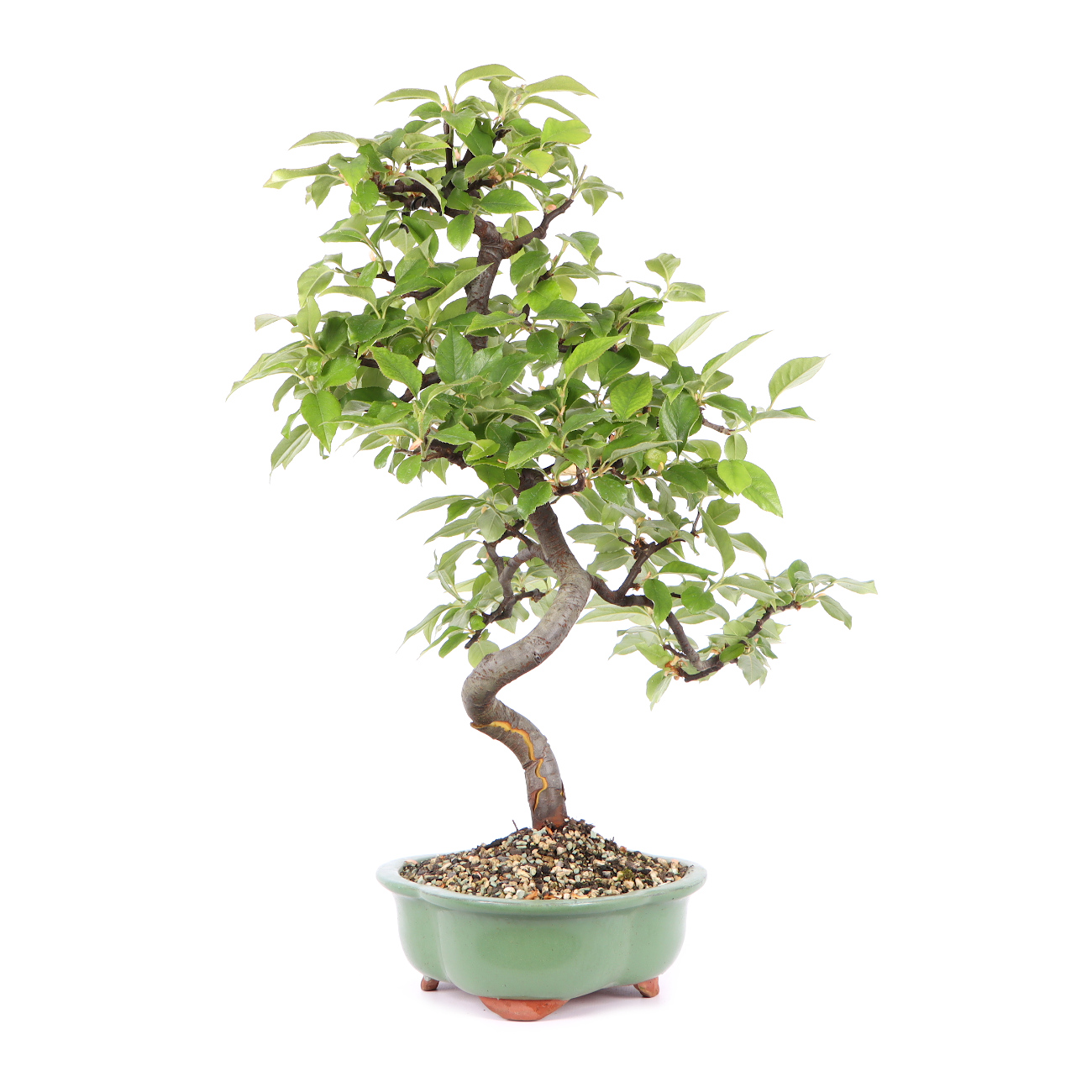 Seitenansicht rechts