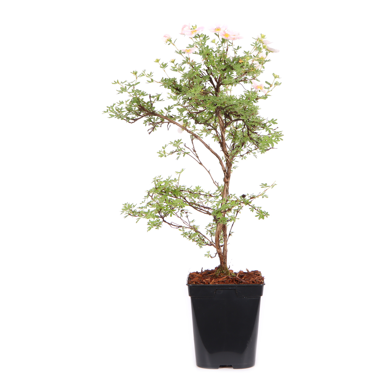 Seitenansicht rechts