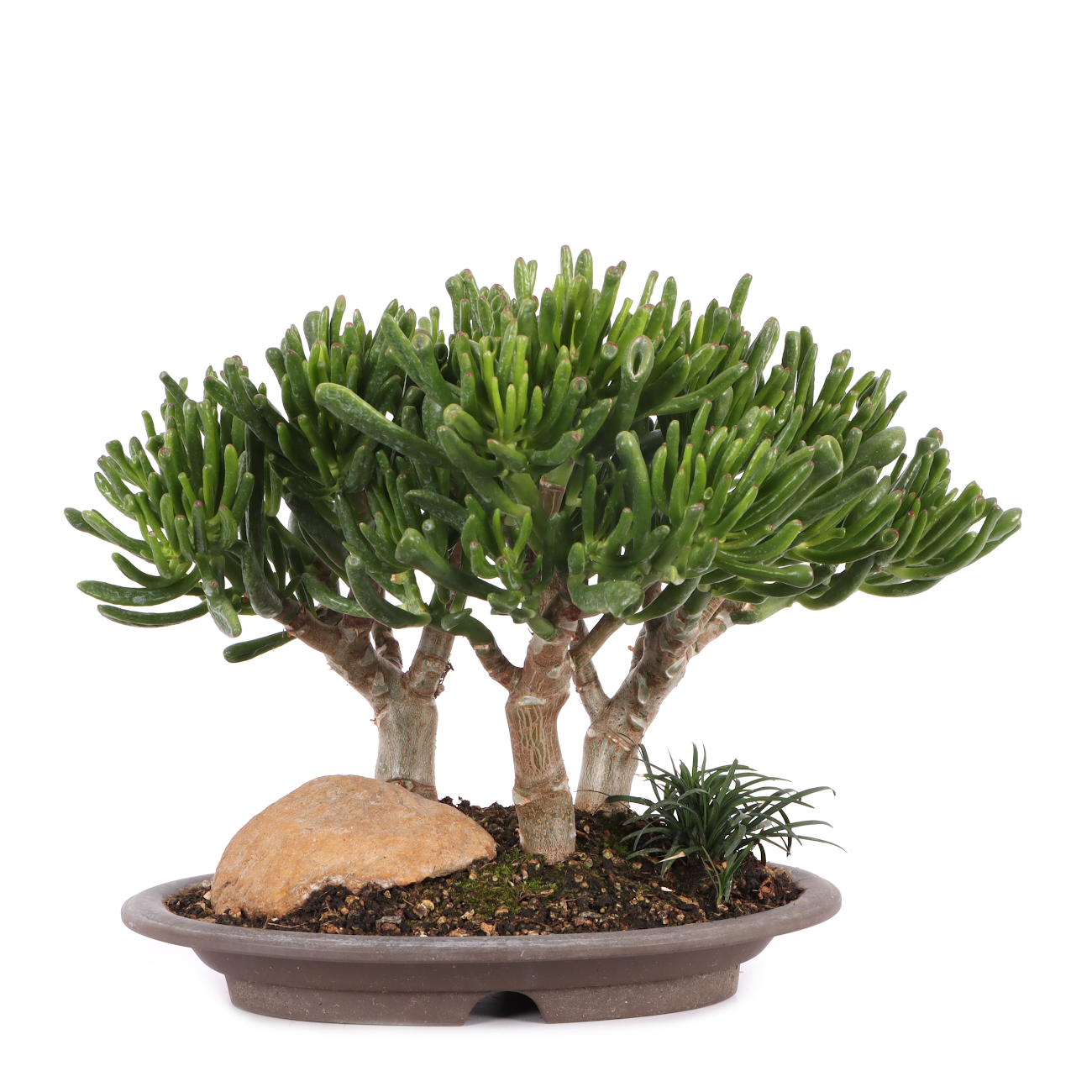 Crassula ovata 'Horn Tree'