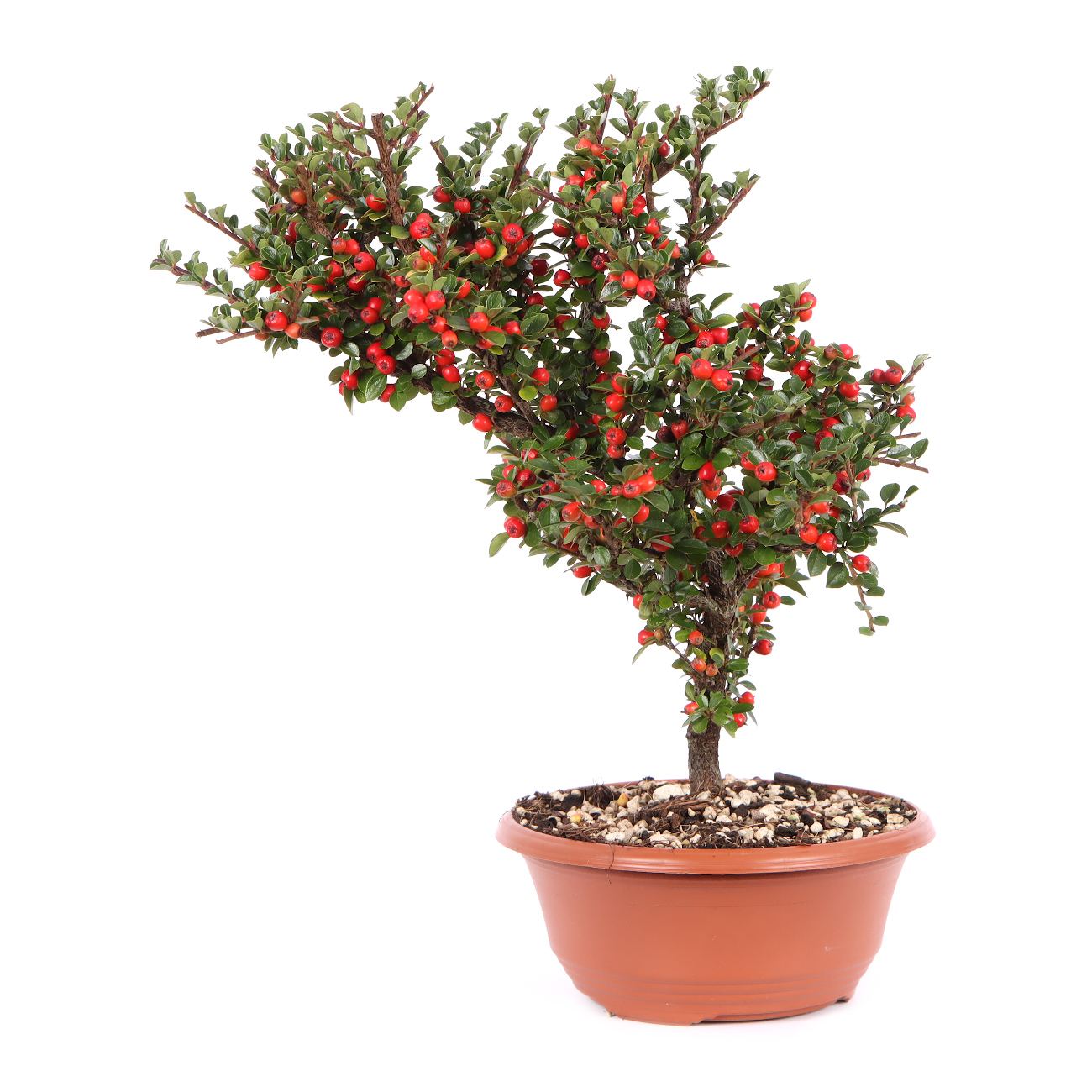 Seitenansicht rechts