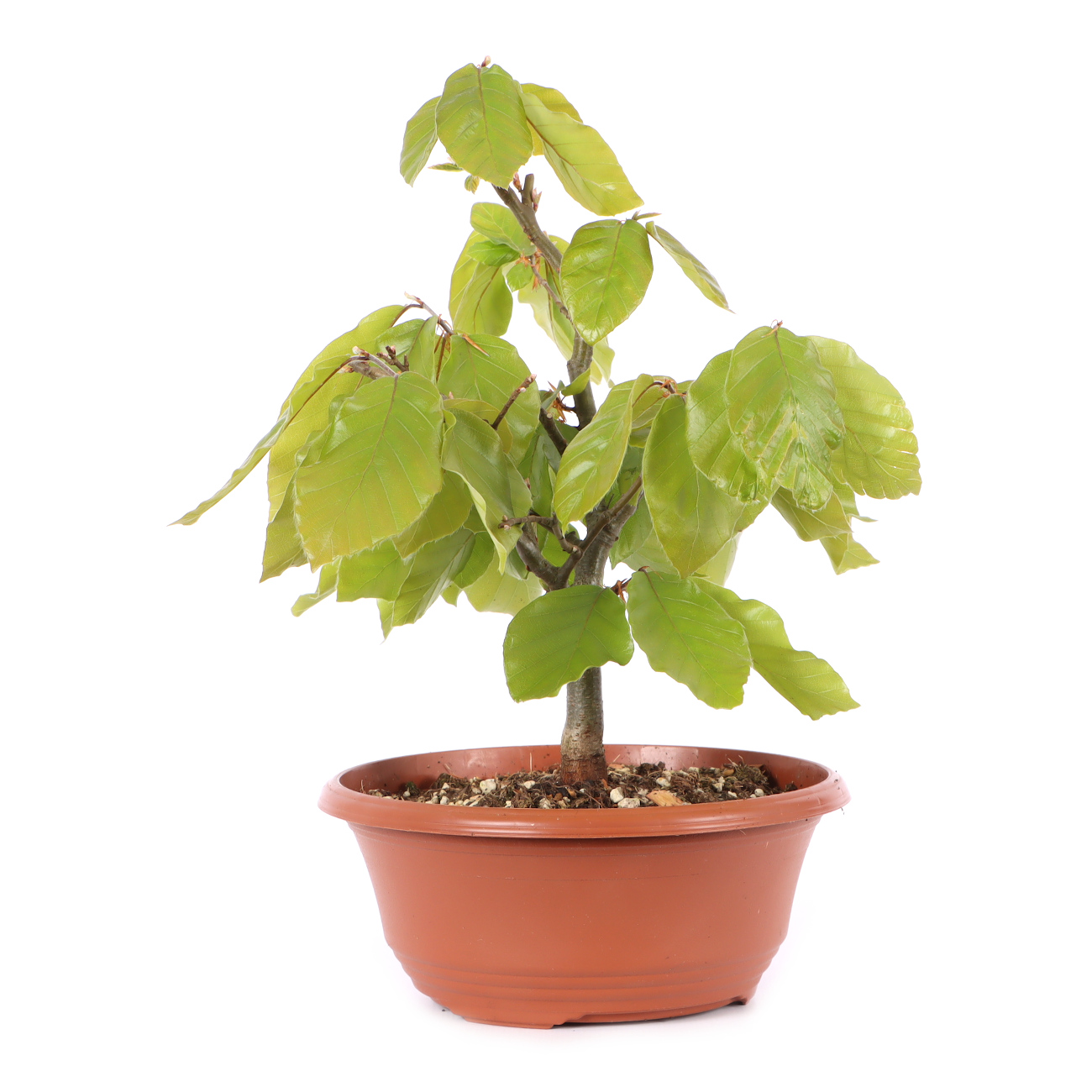 Fagus sylvatica
