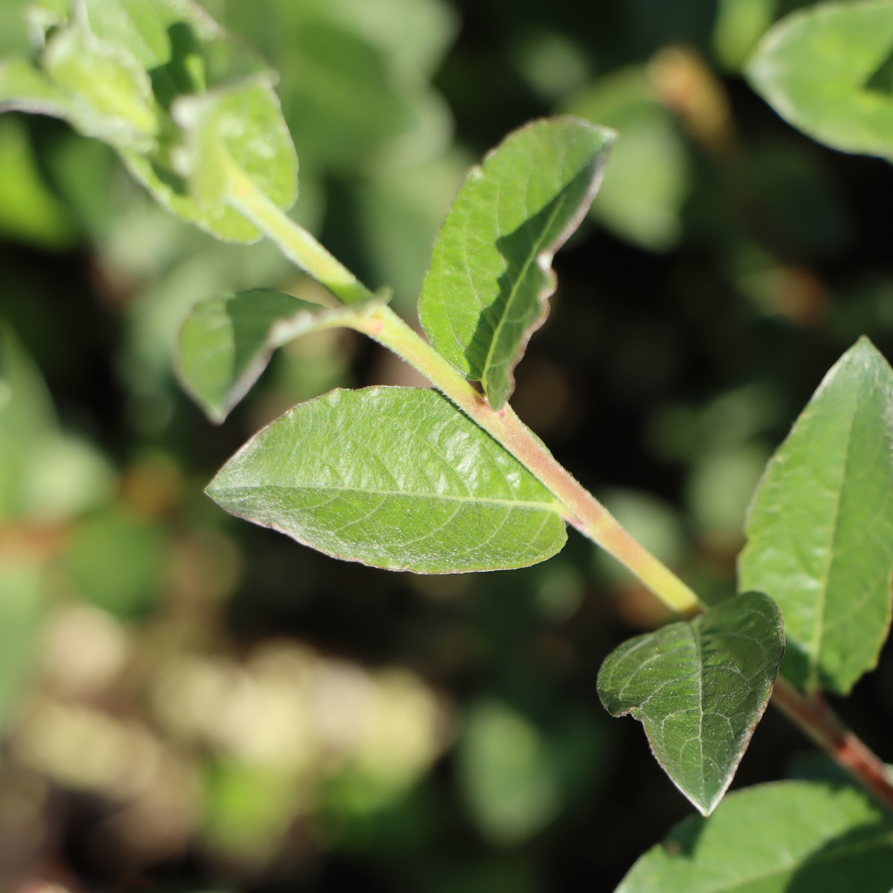 Salix repens var. nitida