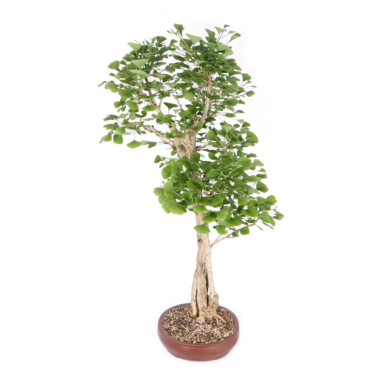 Seitenansicht rechts