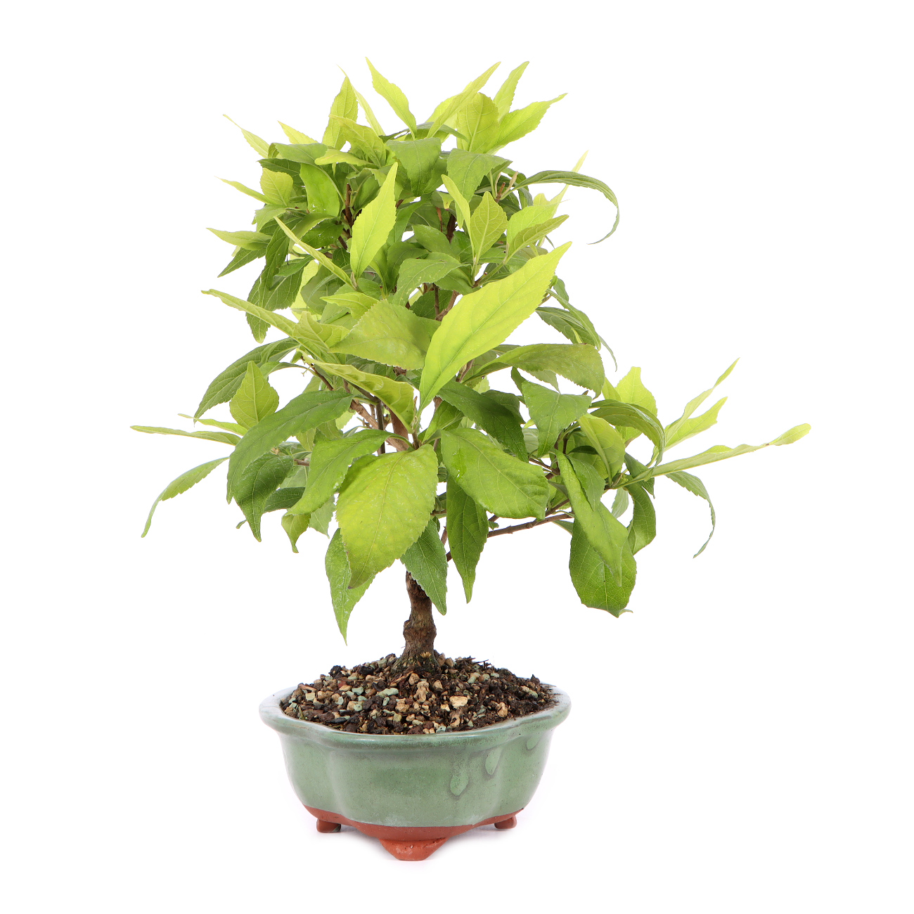 Seitenansicht rechts