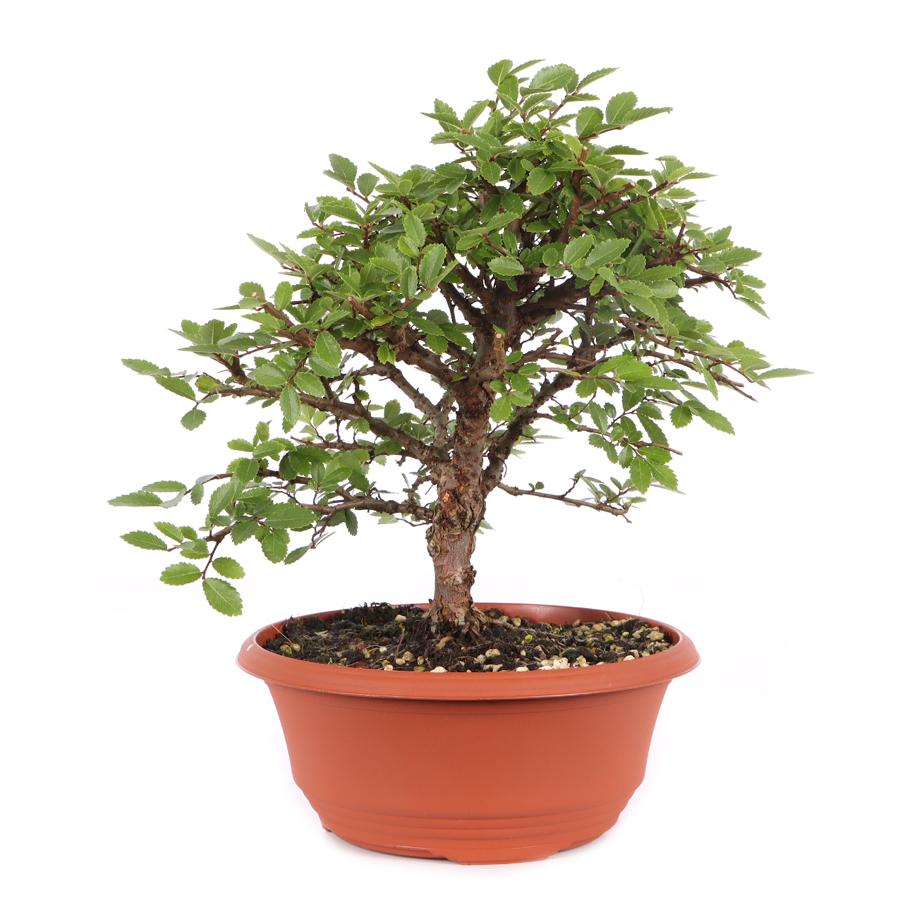 Ulmus japonica