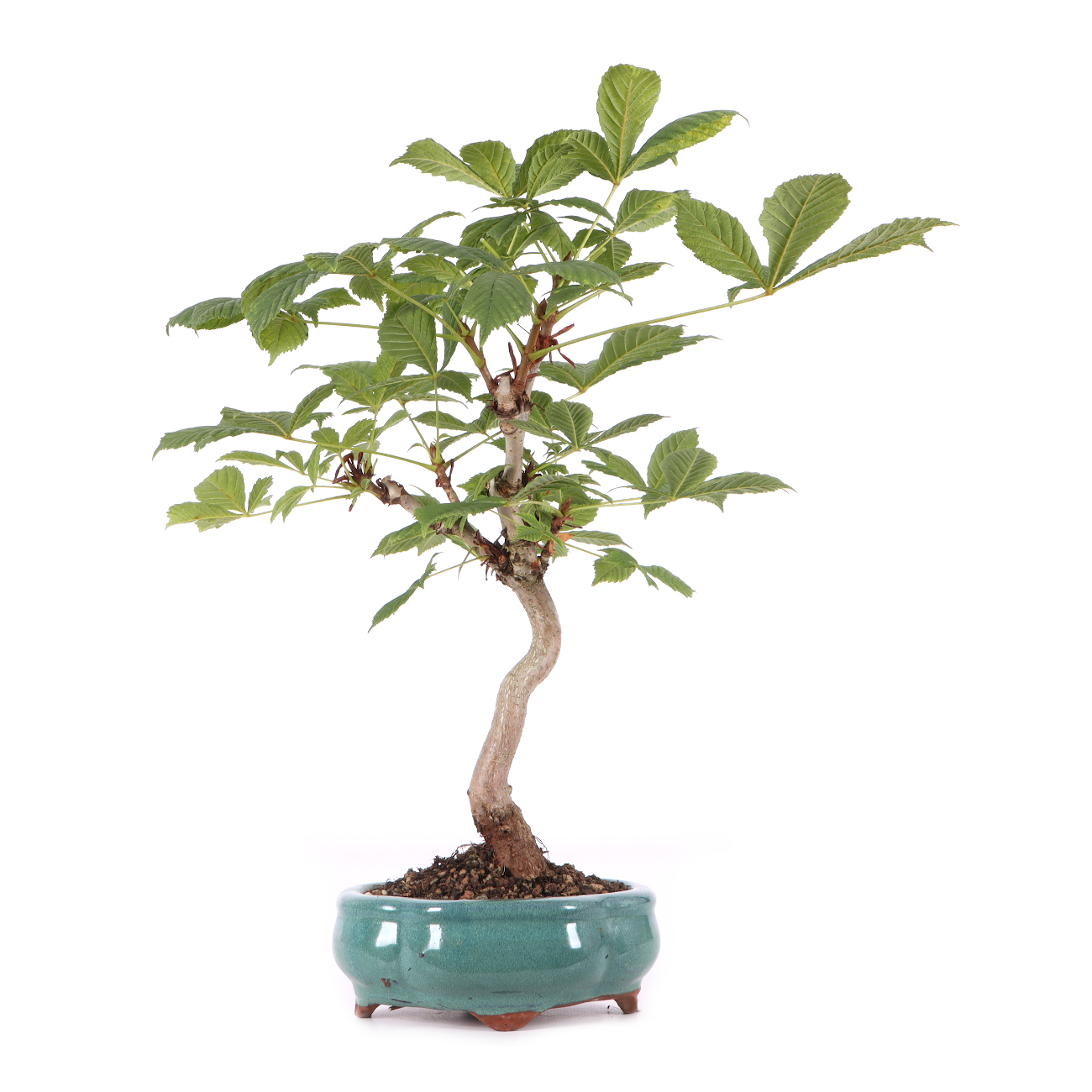 Aesculus hippocastanum