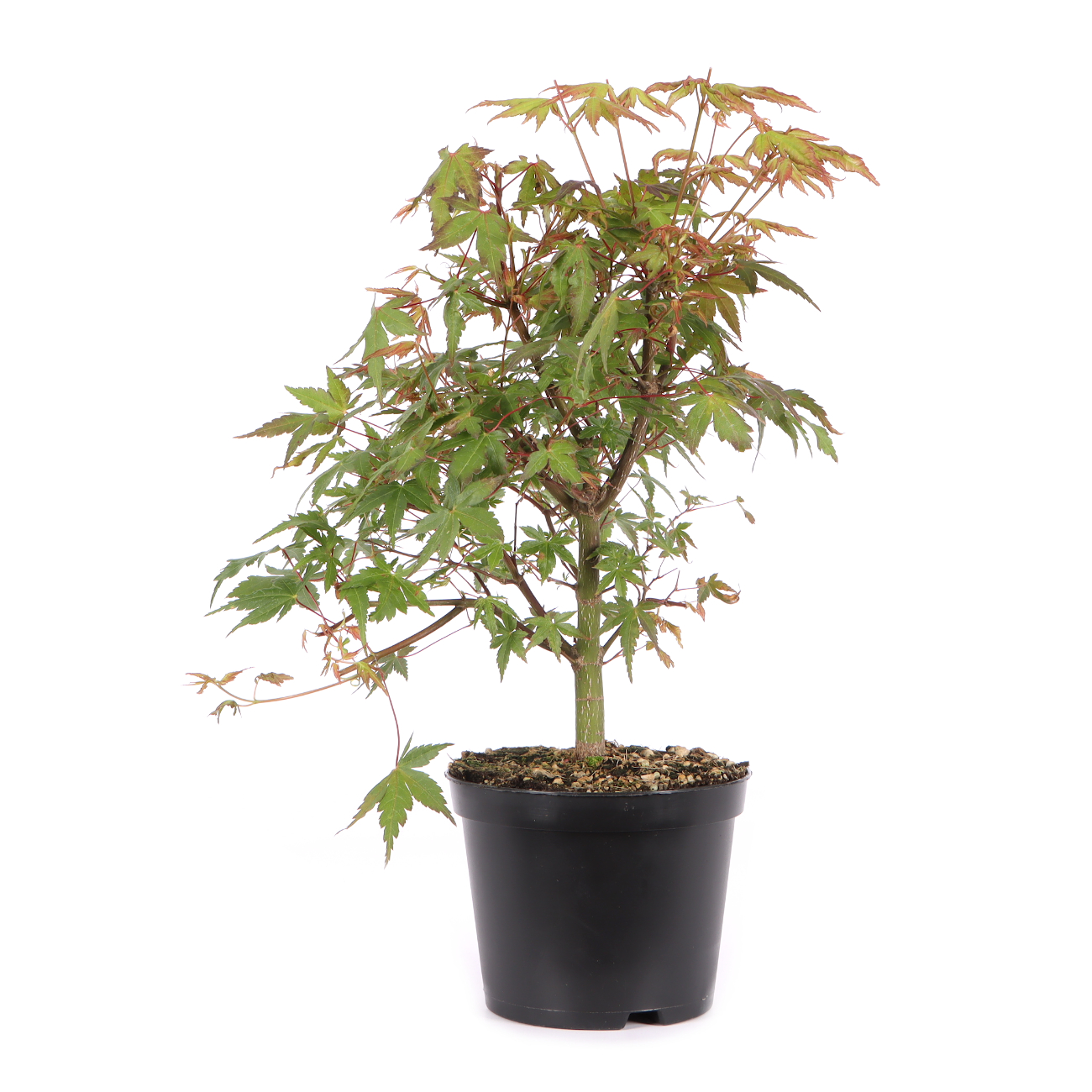 Acer palmatum