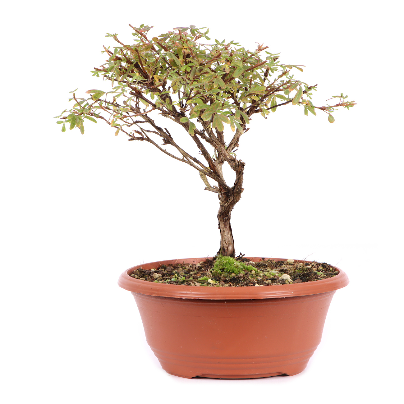 Seitenansicht rechts