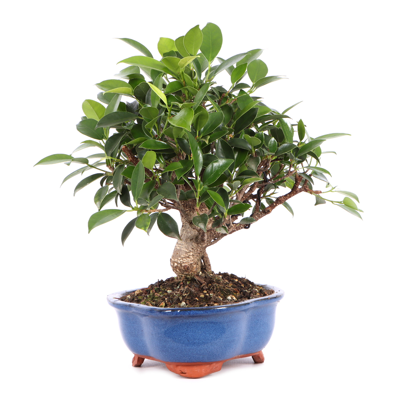 Seitenansicht rechts