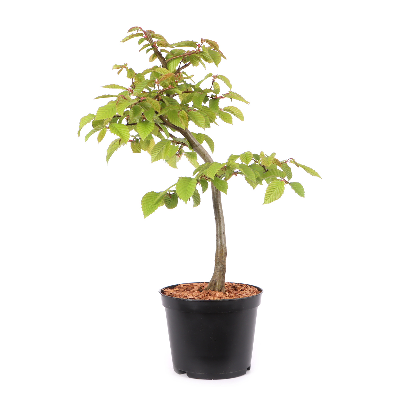 Carpinus betulus