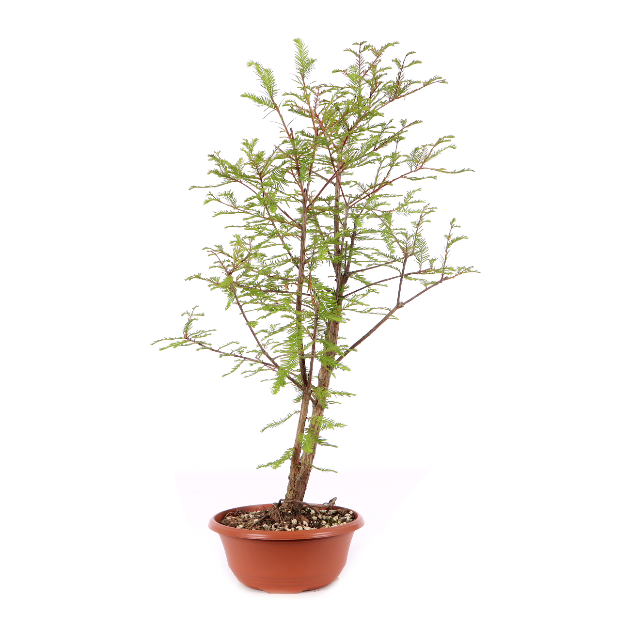Taxodium distichum
