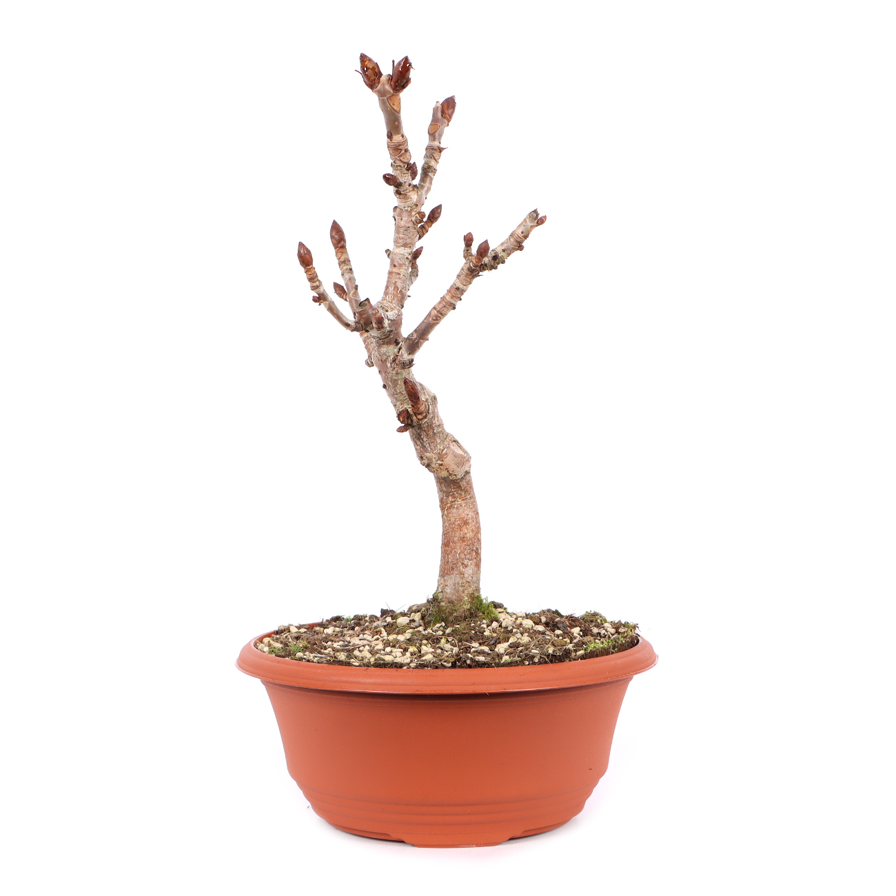 Aesculus hippocastanum