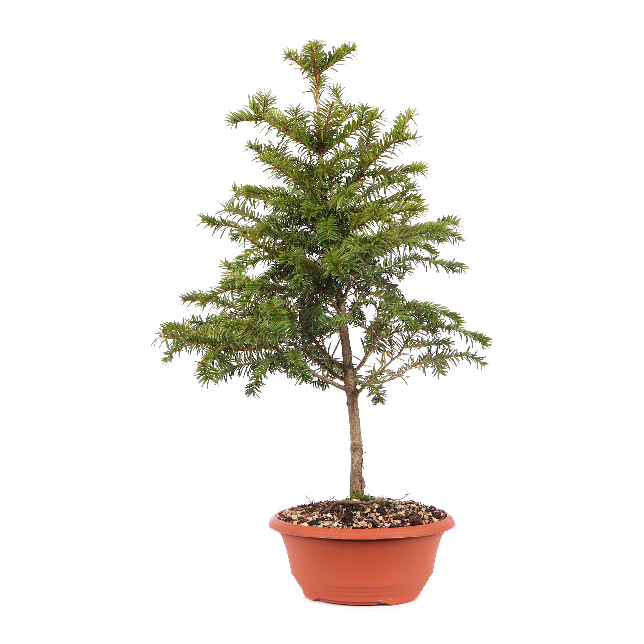 Taxus baccata