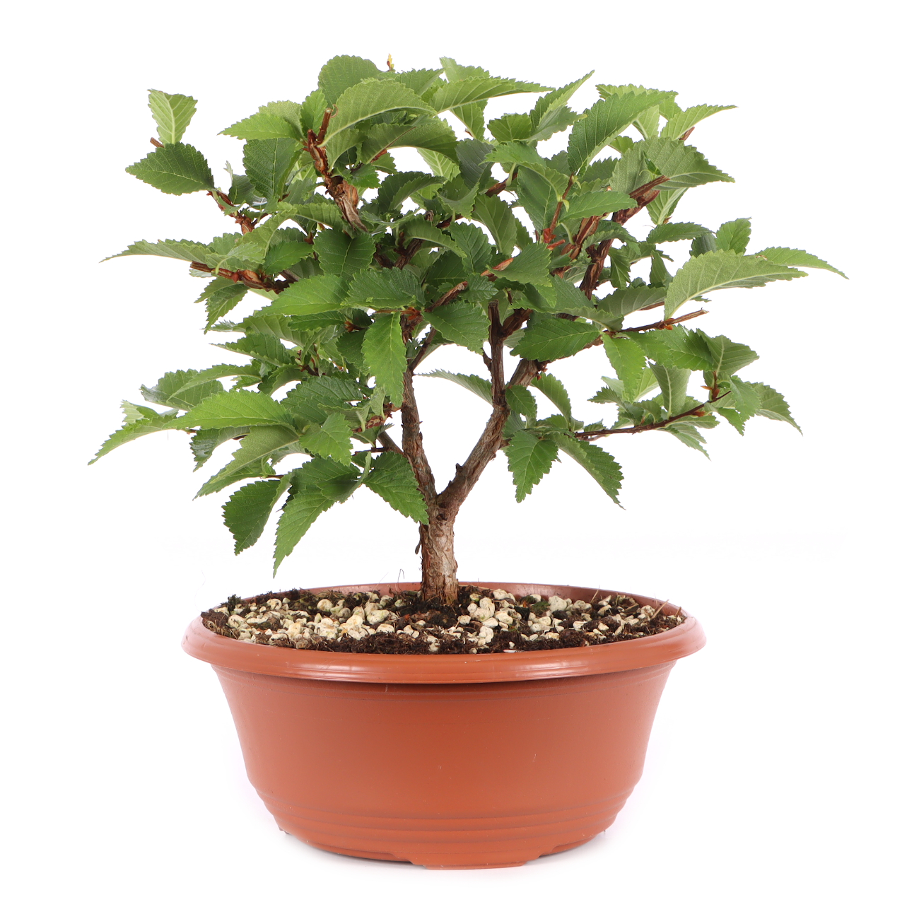 Ulmus minor var.