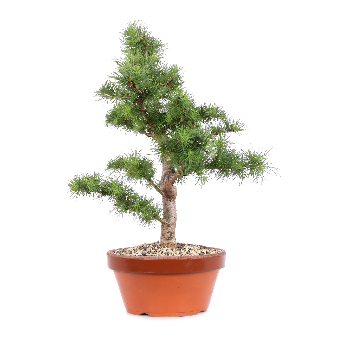 Larix kaempferi