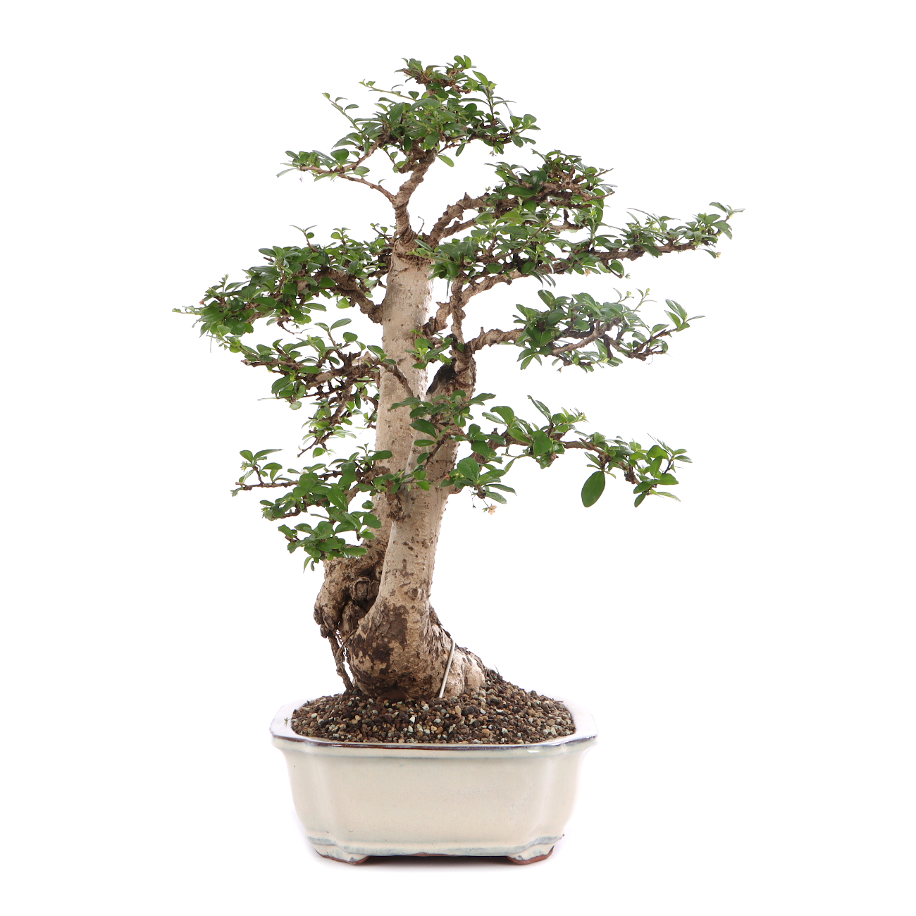 Carmona microphylla