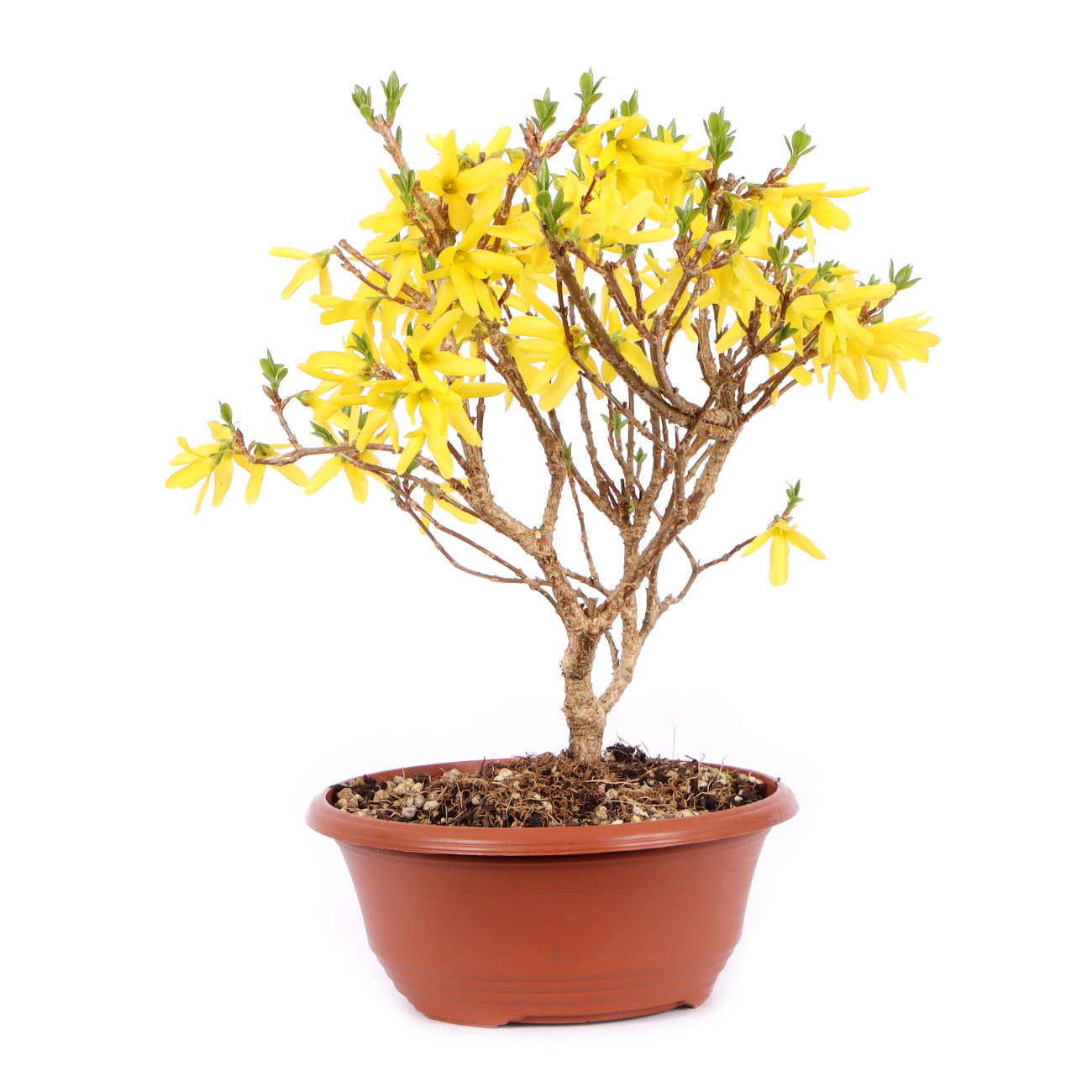 Seitenansicht rechts