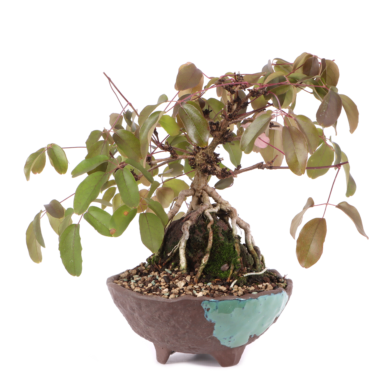 Akebia quinata