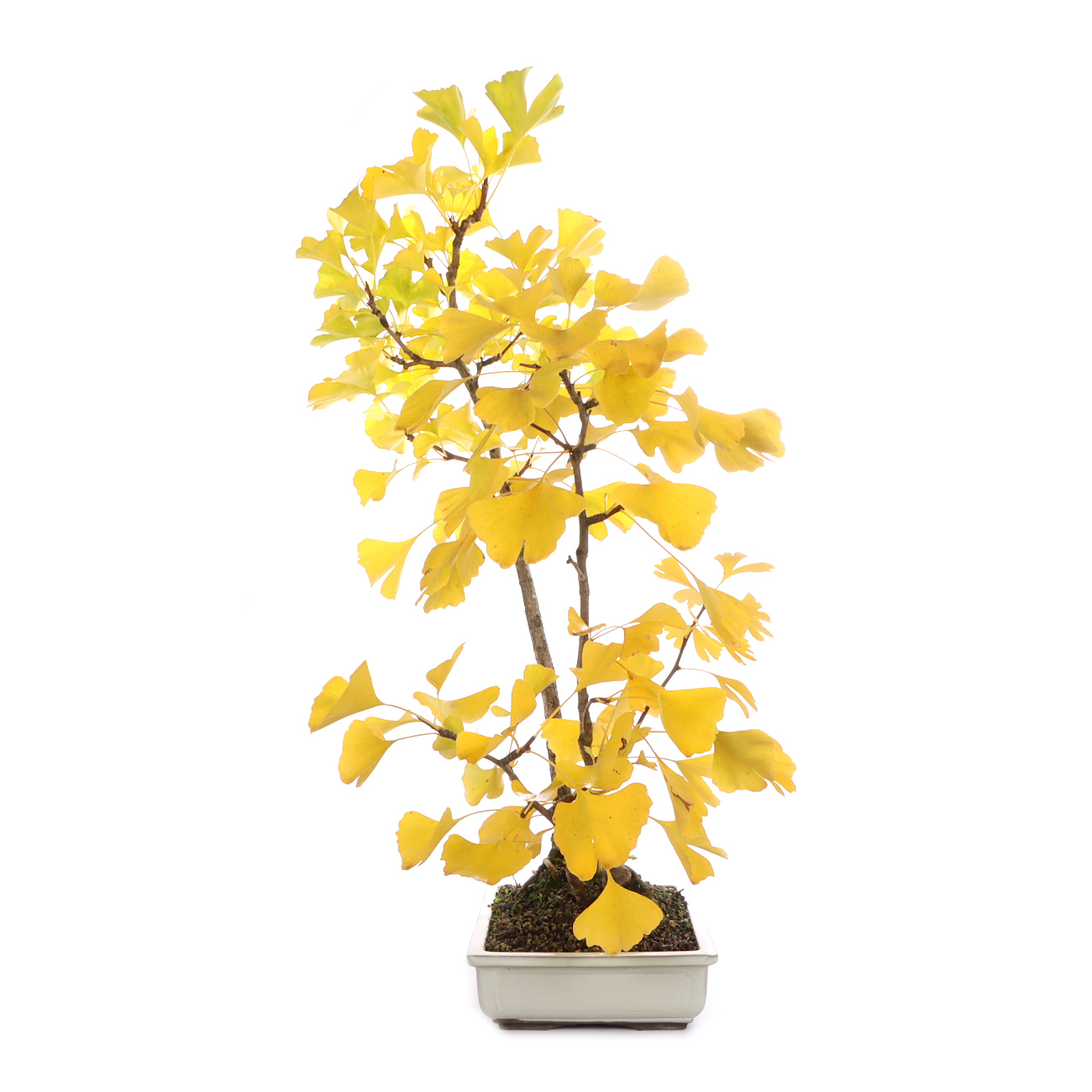 Seitenansicht rechts