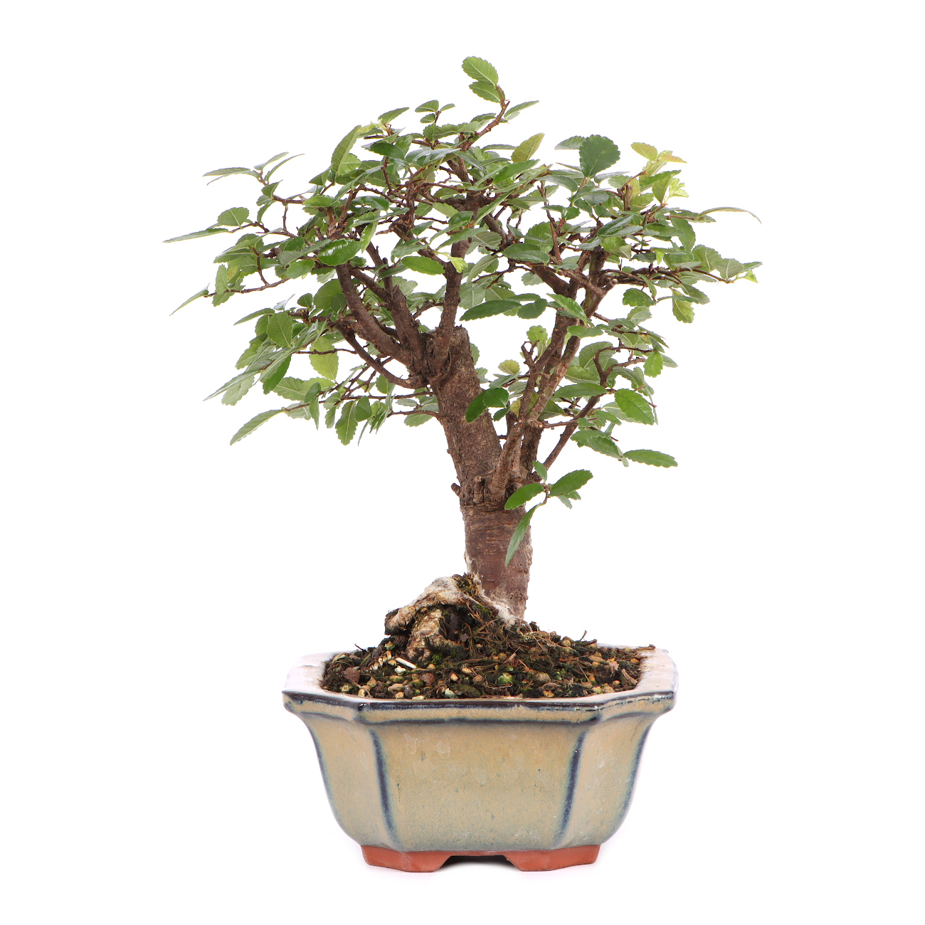 Seitenansicht rechts