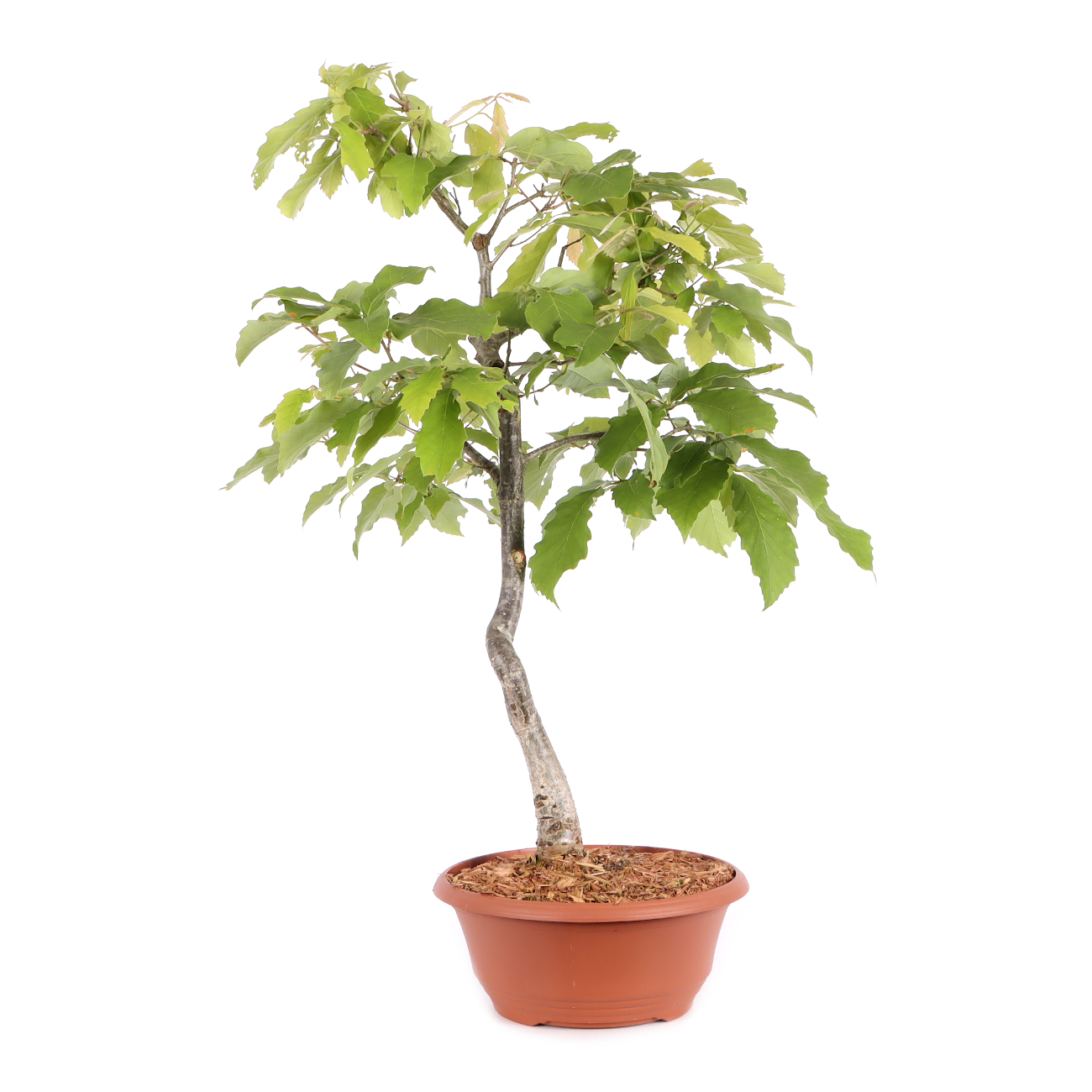 Quercus serrata