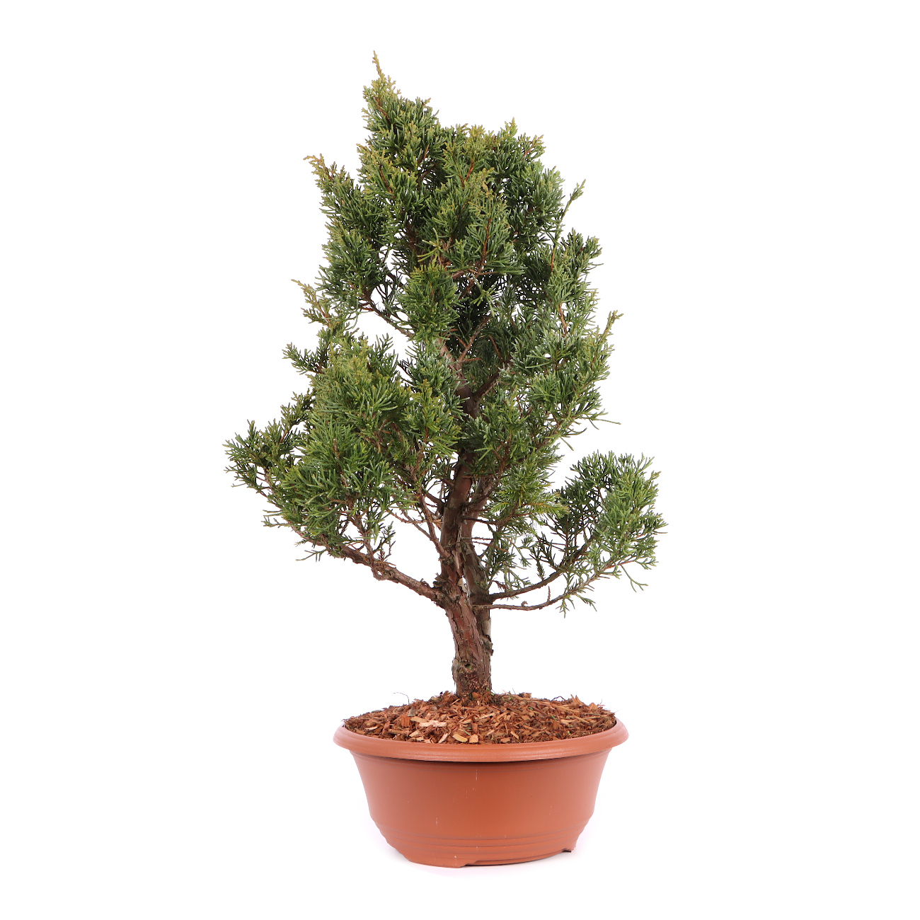 Seitenansicht rechts