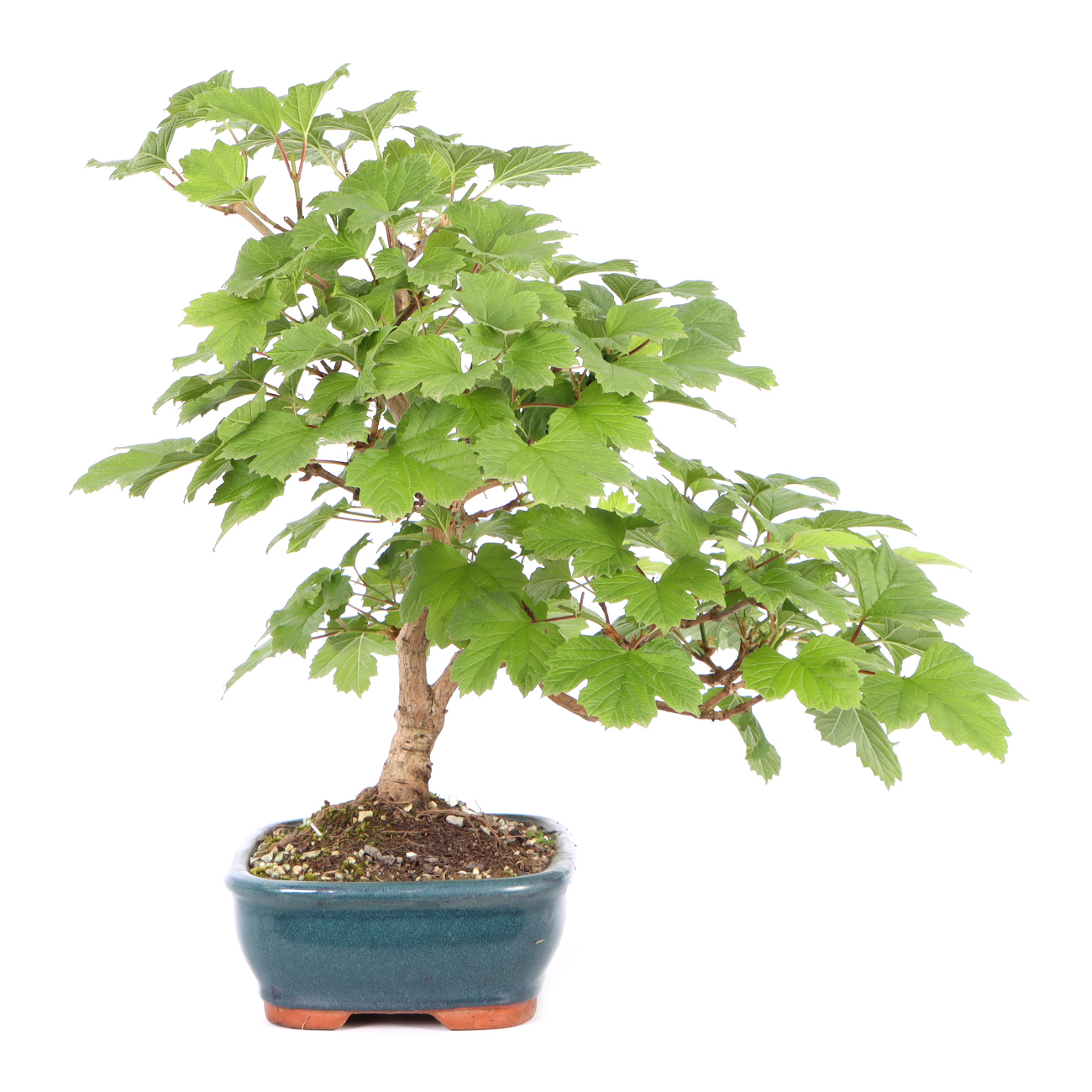 Seitenansicht rechts