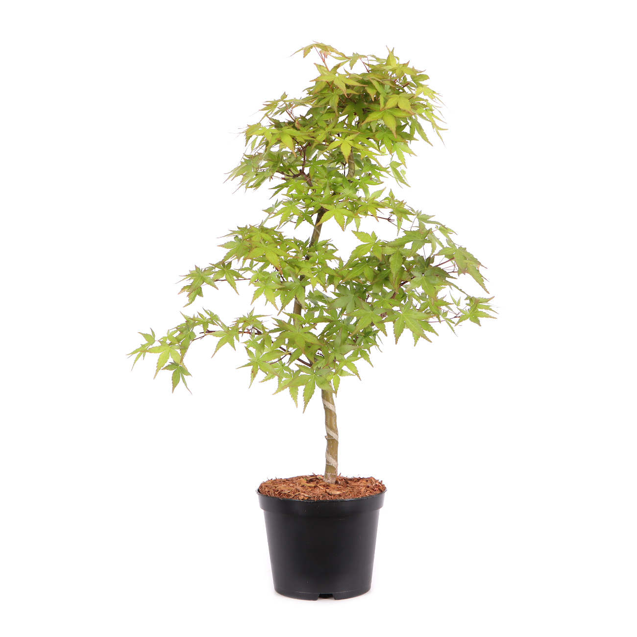 Acer palmatum