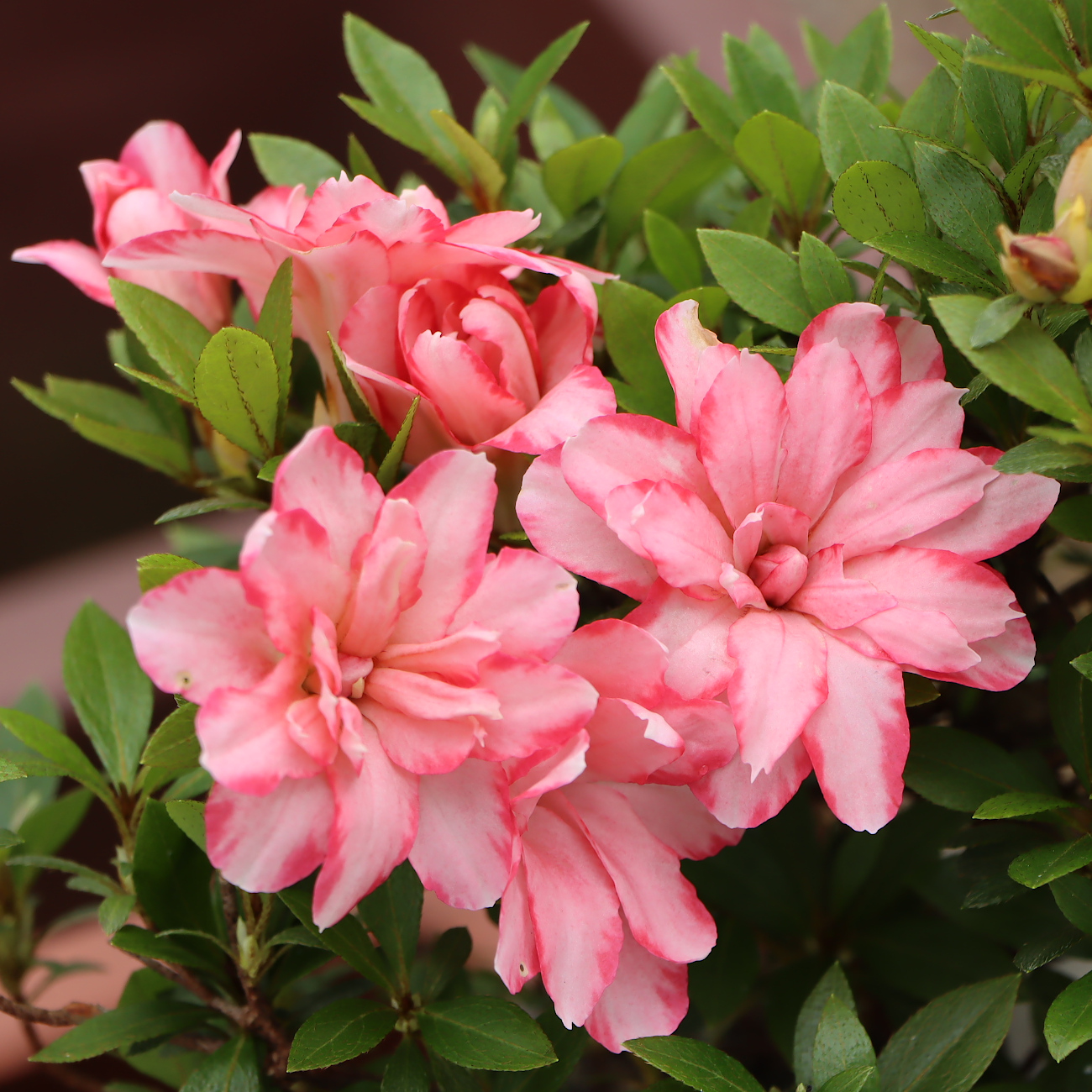 Blüte