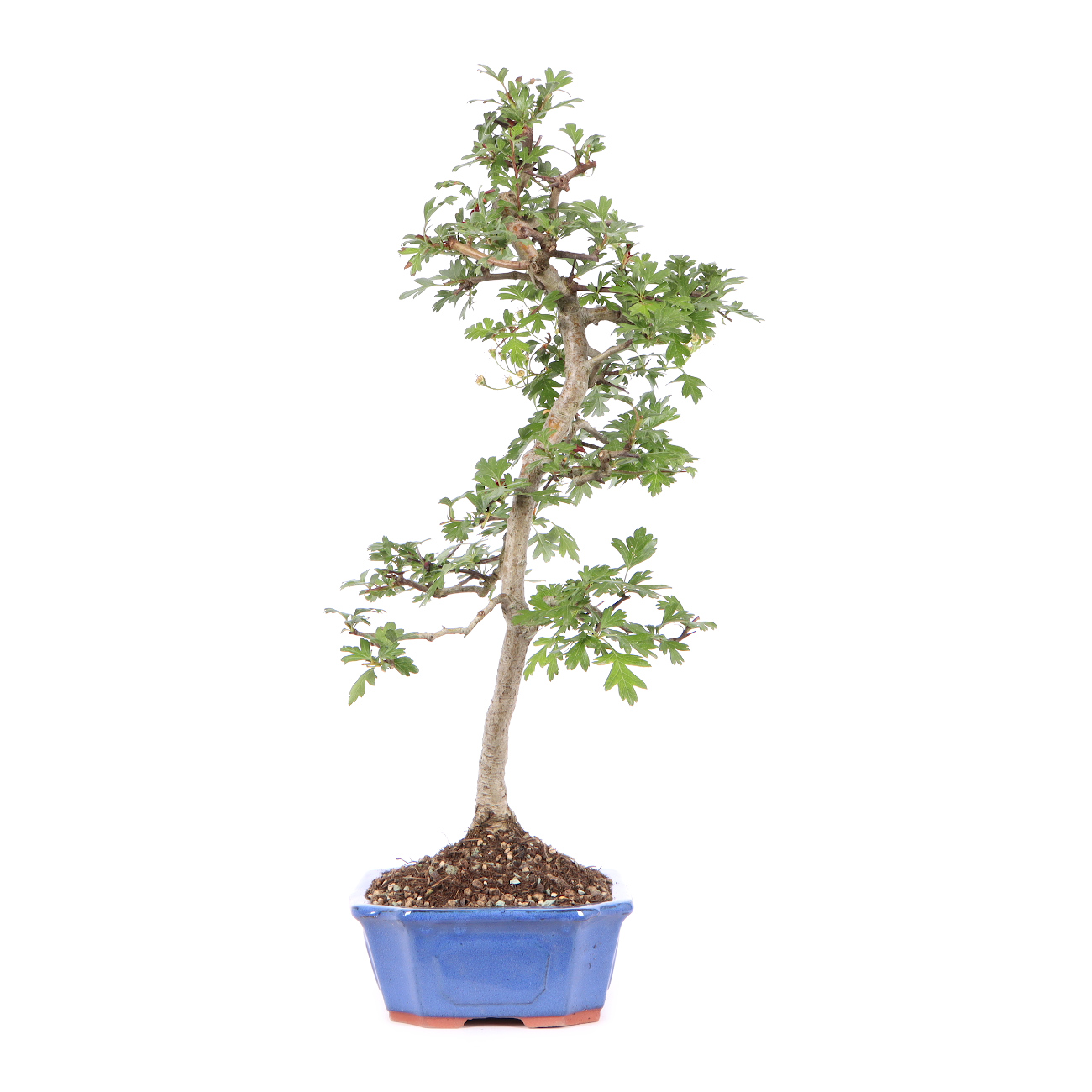 Seitenansicht rechts