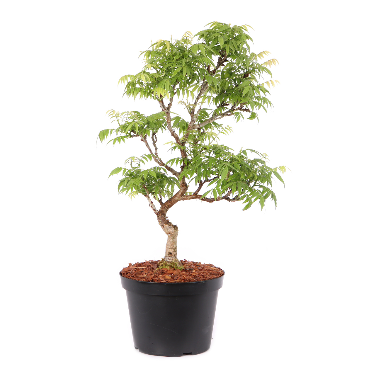Millettia japonica 'Hime Fuji'