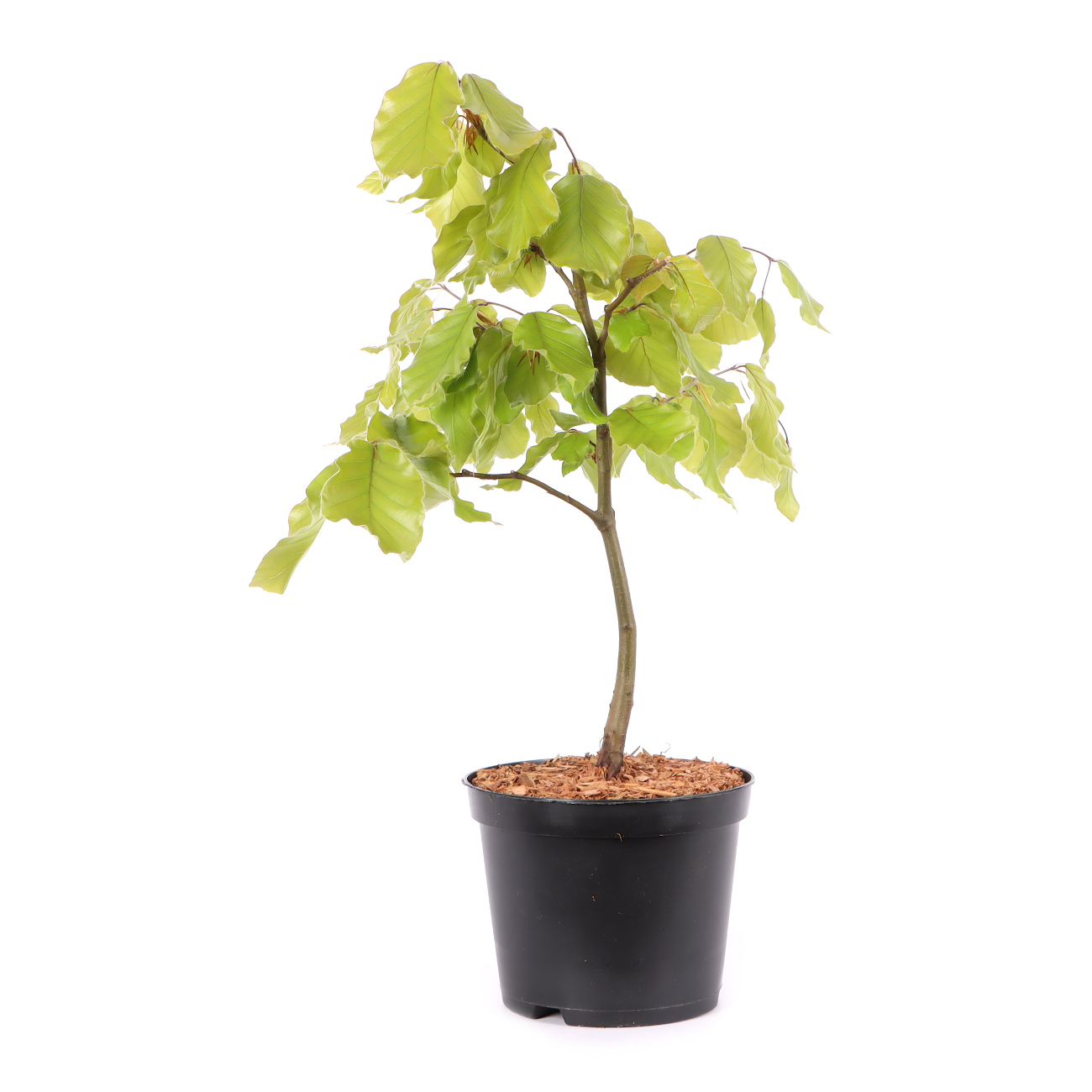 Fagus sylvatica