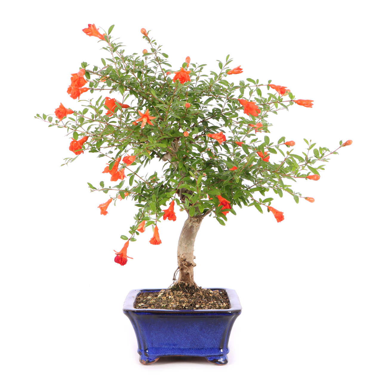 Punica granatum 'Nana'