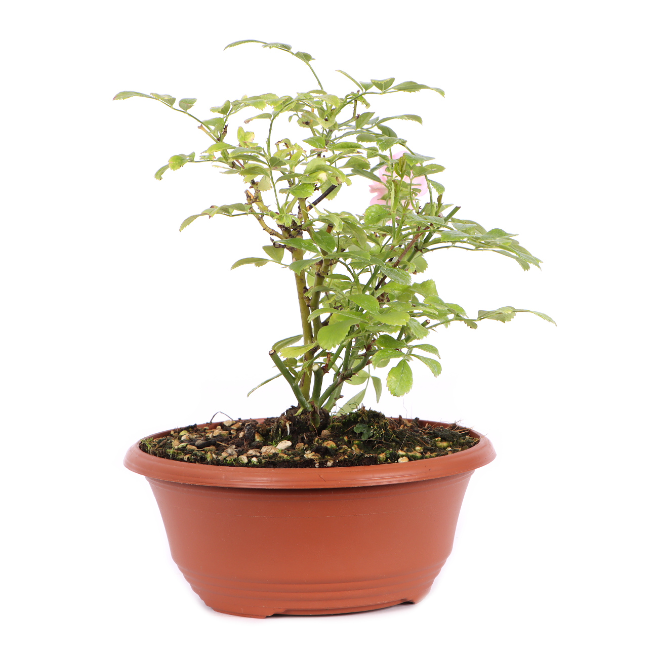 Seitenansicht rechts