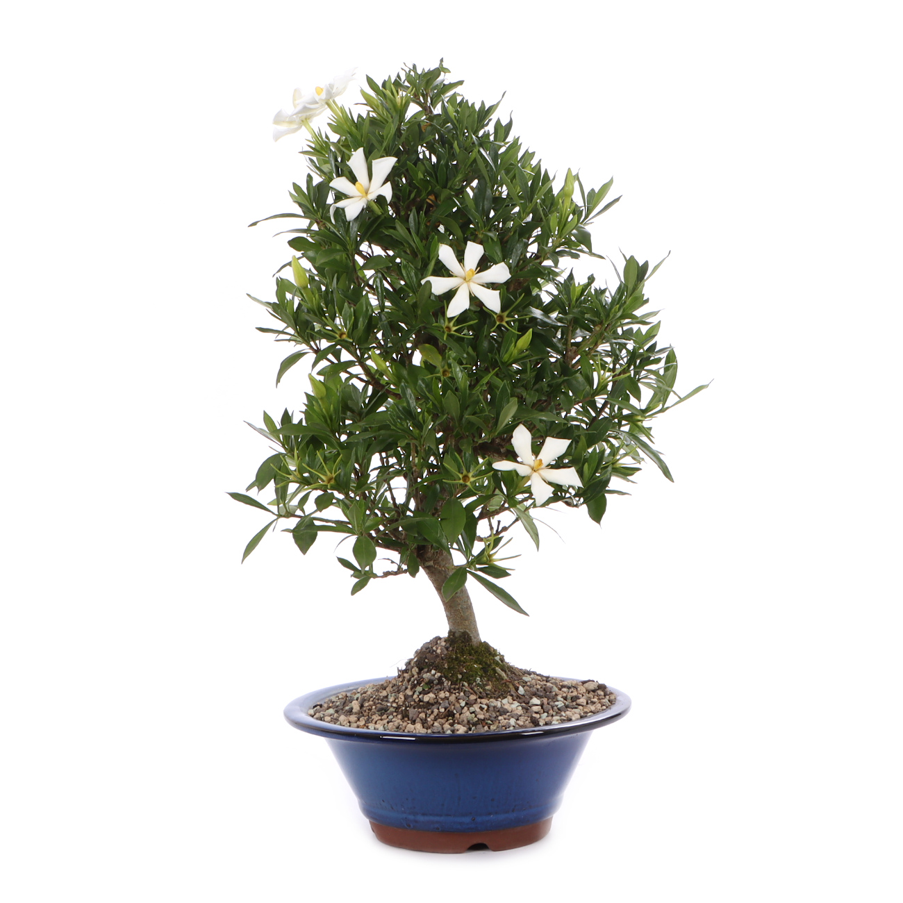 Seitenansicht rechts