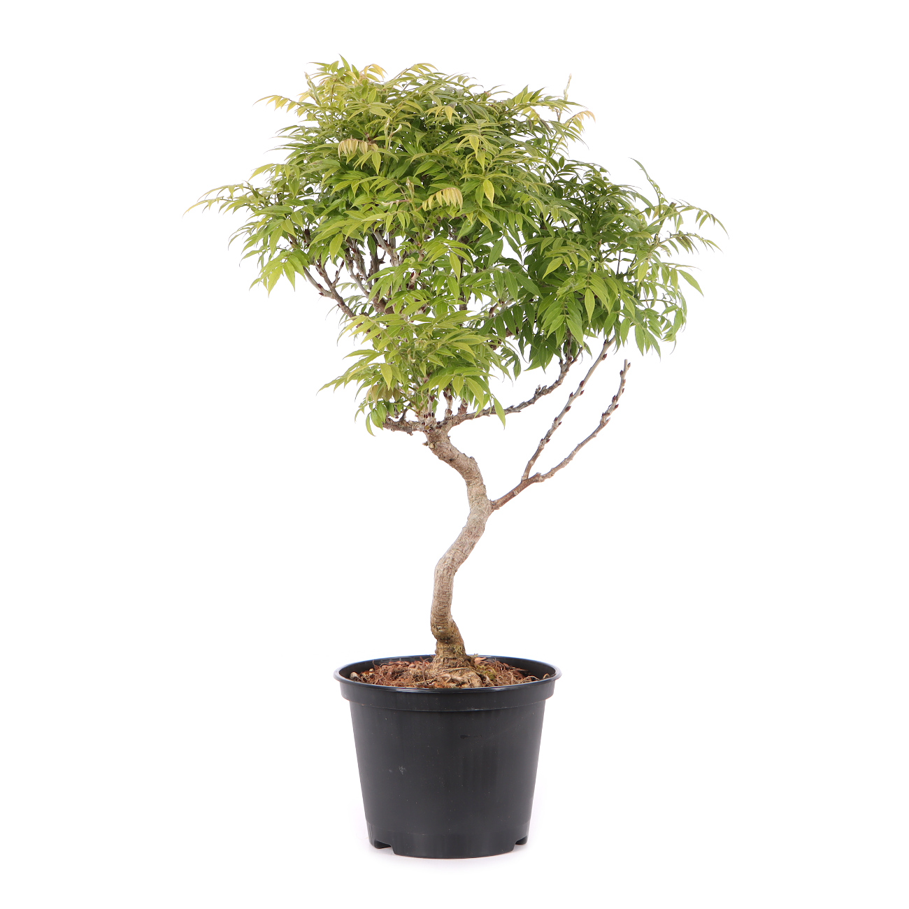 Millettia japonica 'Hime Fuji'