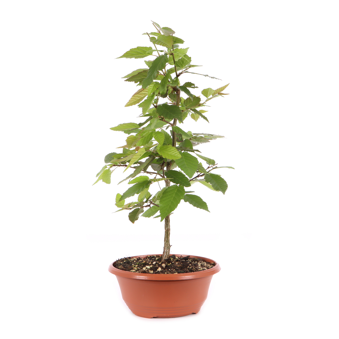 Carpinus turczaninowii