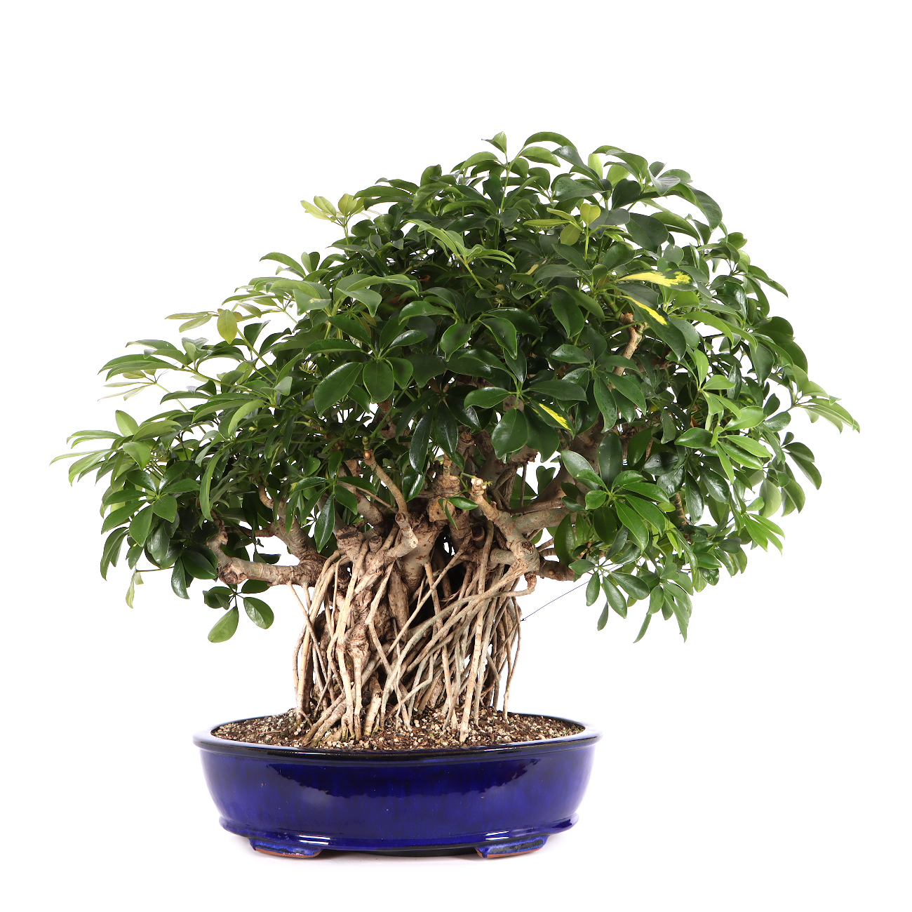 Schefflera arboricola