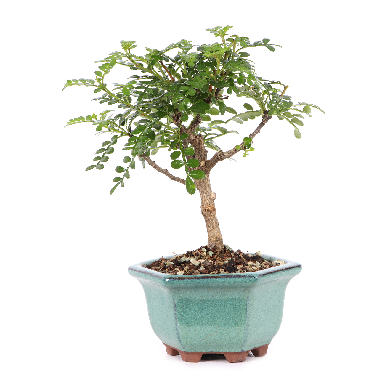 Zanthoxylum spec.